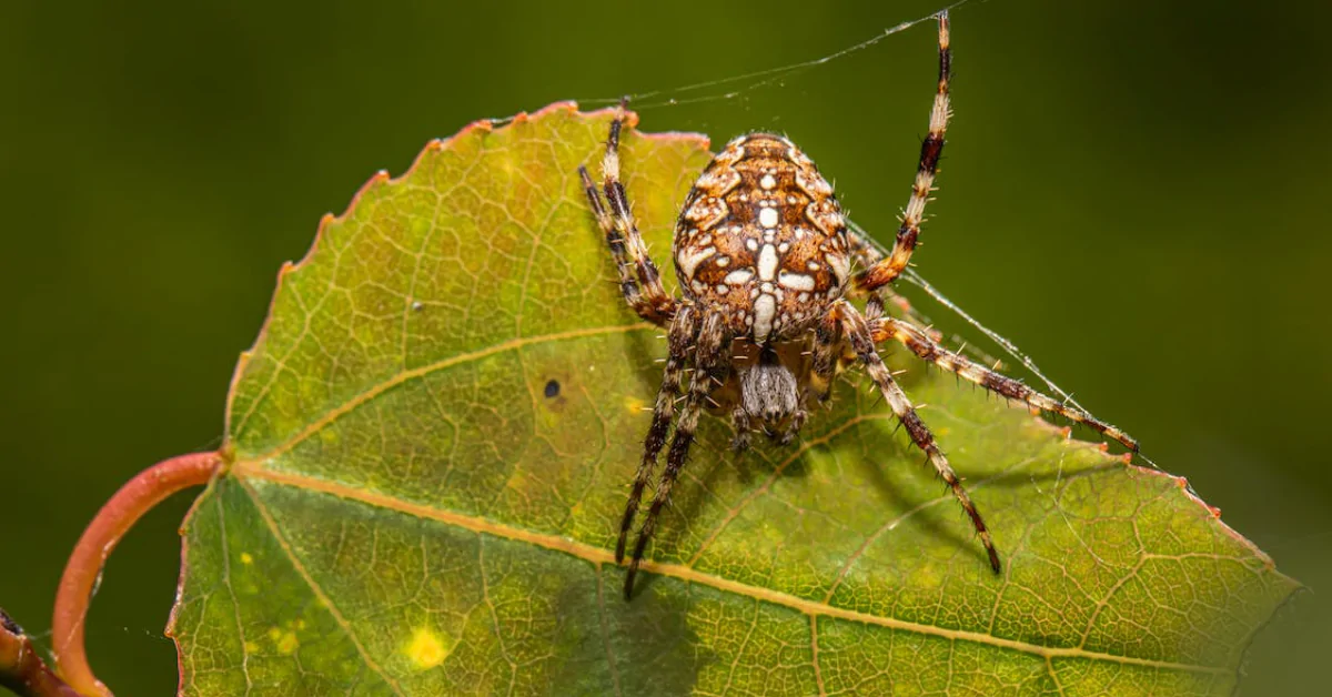 Chlorine Dioxide For Mold And Spider Mites In The Cannabis Industry.