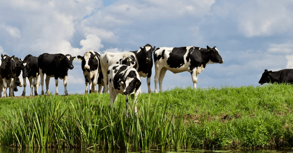 Keep The Water Supply Of Livestock, Pets, And Animals Fresh And Clean