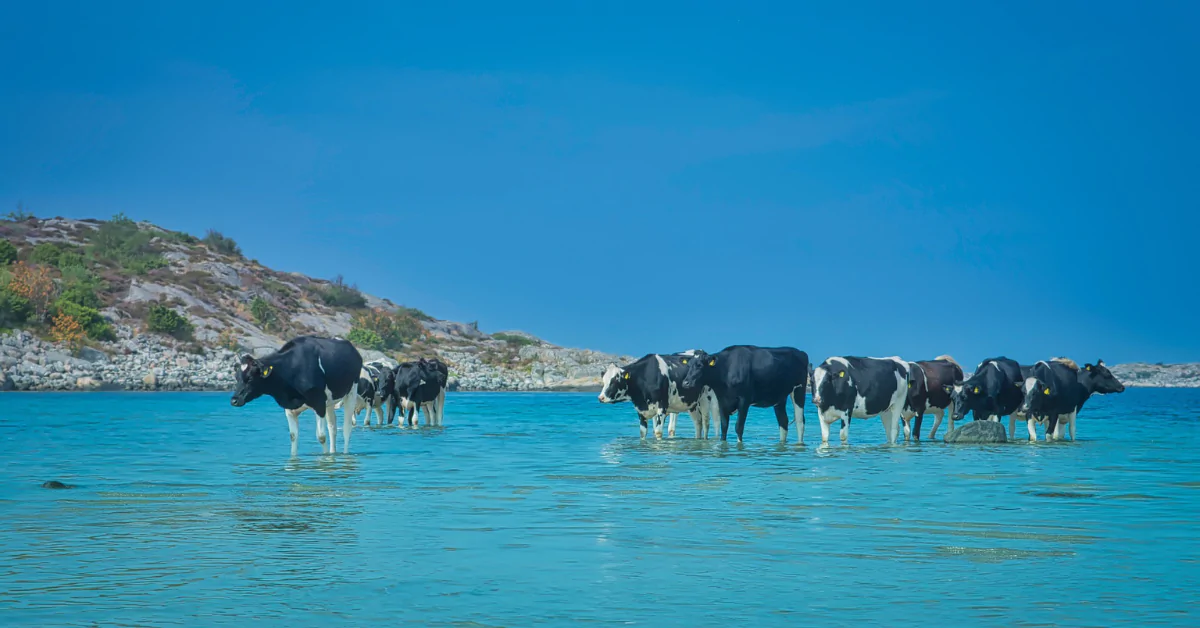 Making And Storing Clean, Potable Water For Animals And Livestock