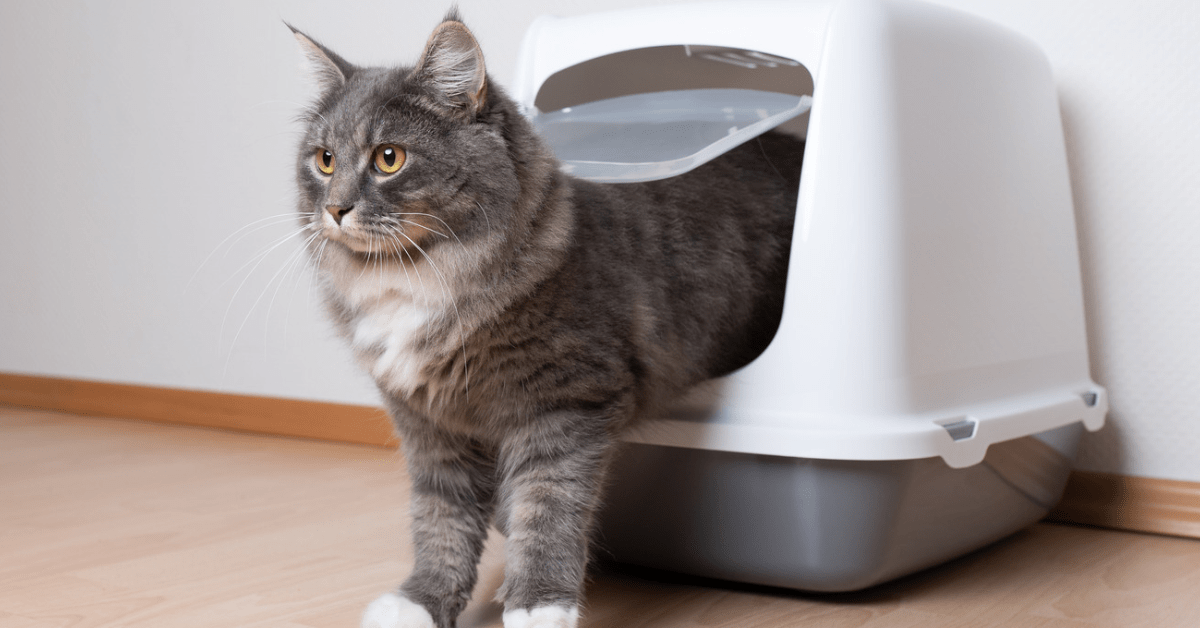  Cleaning Your Cat’s Litter Box And Toxoplasmosis