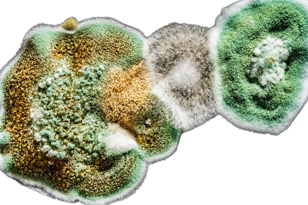 microorganisms Algae/Fungi/Mold/Yeast