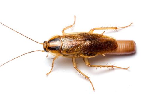 German-Cockroaches.jpg