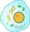 microorganisms: Microsporidia