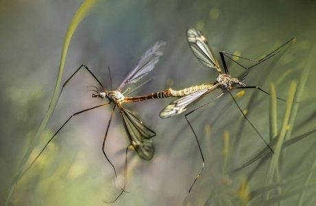 nature-mosquitoes-insects-5648450.jpg