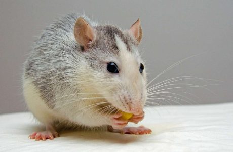 rat-pets-eat-440987.jpg
